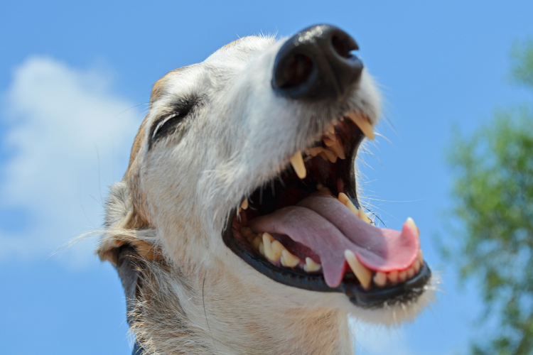 Comment-maintenir-la-sante-buccale-de-votre-chien-2