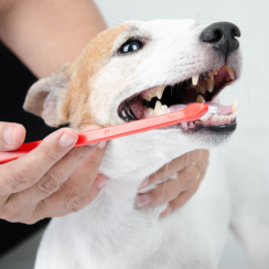 Comment maintenir la santé buccale de votre chien ?