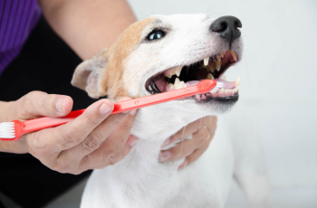 Comment maintenir la santé buccale de votre chien ?