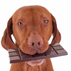 Pourquoi ne pas donner de chocolat à son chien ?