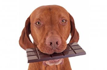 Pourquoi ne pas donner de chocolat à son chien ?