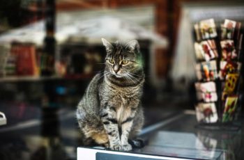 Comment transporter son chat en ville ?