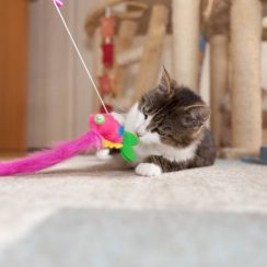 Quel jouet choisir pour son chat ?