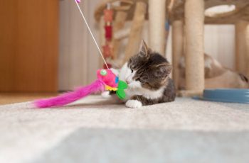 Quel jouet choisir pour son chat ?