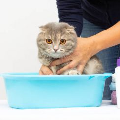 Comment laver un petit chaton ?