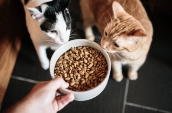 Comment savoir si les croquettes conviennent à mon chat ?