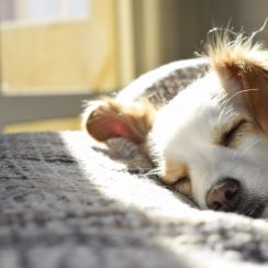 Comment se préparer à l’arrivée d’un chiot à la maison ?