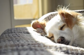 Comment se préparer à l’arrivée d’un chiot à la maison ?