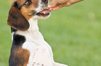 Quand donner des friandises à son chien ?