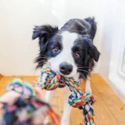 Quel jouet pour mon chien ?