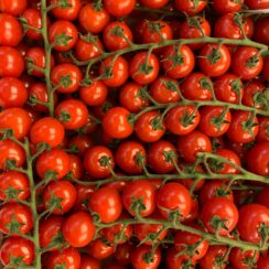 La tomate : un aliment bénéfique pour les chiens ?