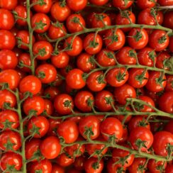 La tomate : un aliment bénéfique pour les chiens ?