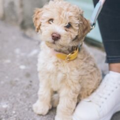 Les avantages du parapluie pour chiens avec laisse intégrée