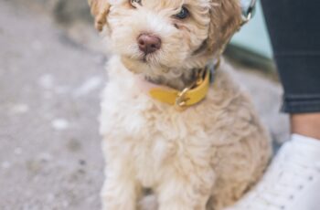 Les avantages du parapluie pour chiens avec laisse intégrée