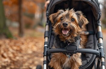 Poussette chien : l’accessoire tendance pour les propriétaires modernes