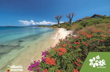 Madagascar : une île aux mille trésors naturels et animaliers
